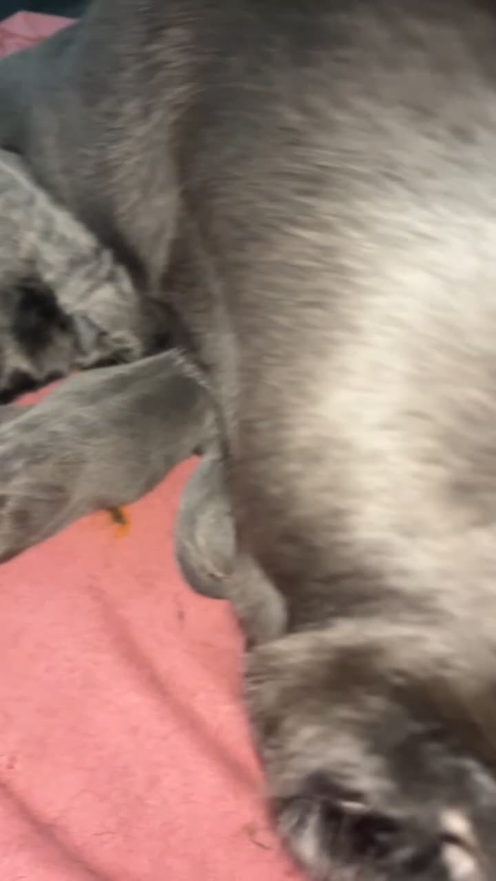 Cane Corso dogs for sale: Cane Corso puppies  - Video 1