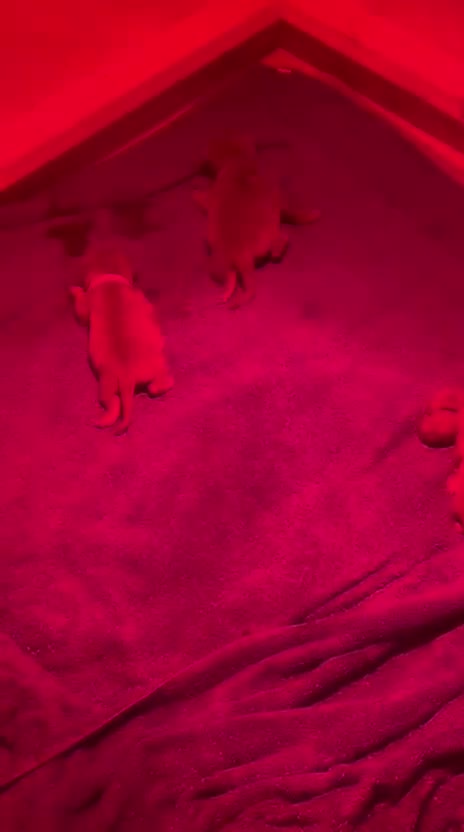 Dogue De Bordeaux dogs for sale: DOGUE DE BORDEAUX PUPPIES AVAILABLE 16/03/26 - Video 2