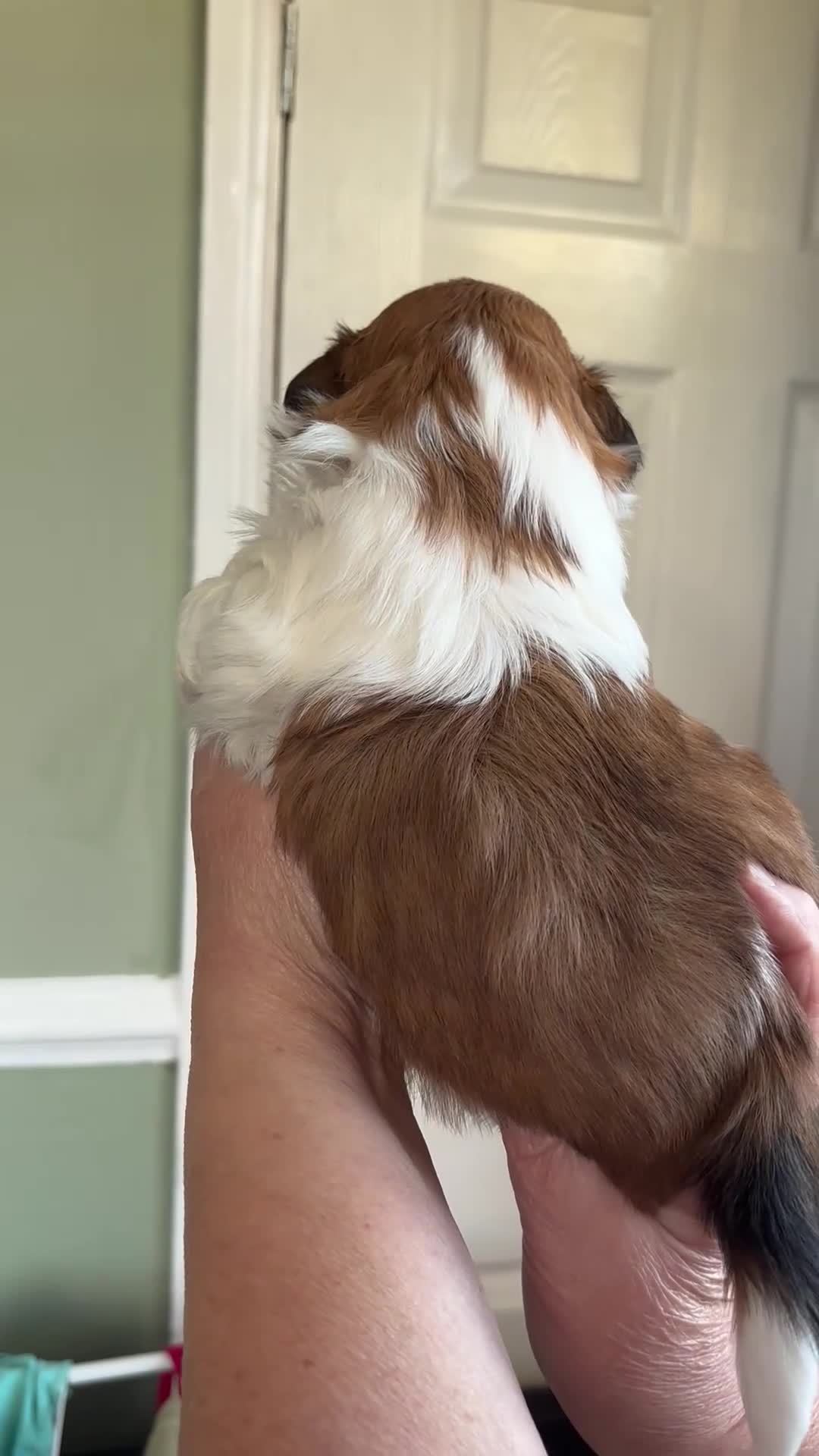 Shih Tzu dogs for sale: Beautiful shih tzu babies  - Video 3