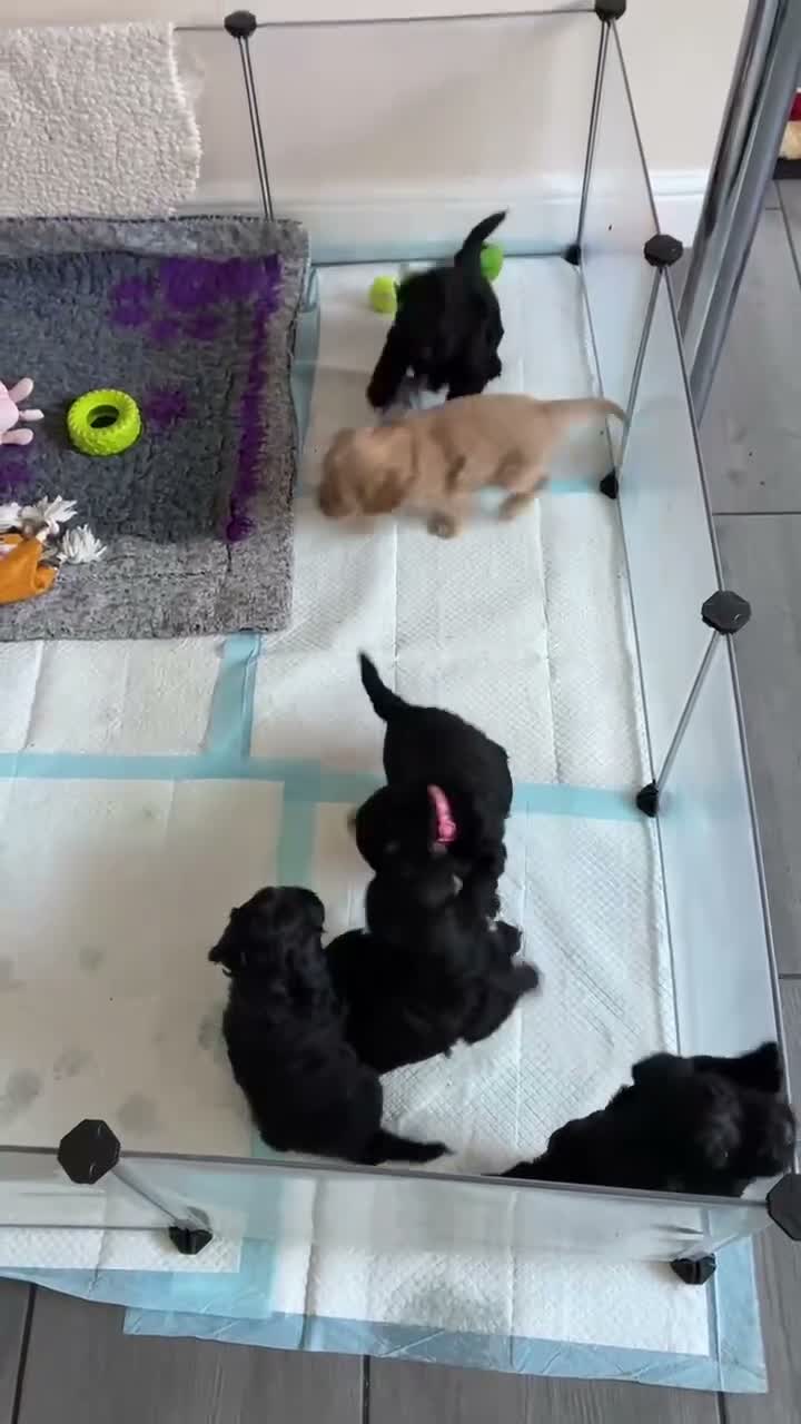 Mixed Breed dogs for sale: Cocker Spaniel hybrid puppies  - Video 1