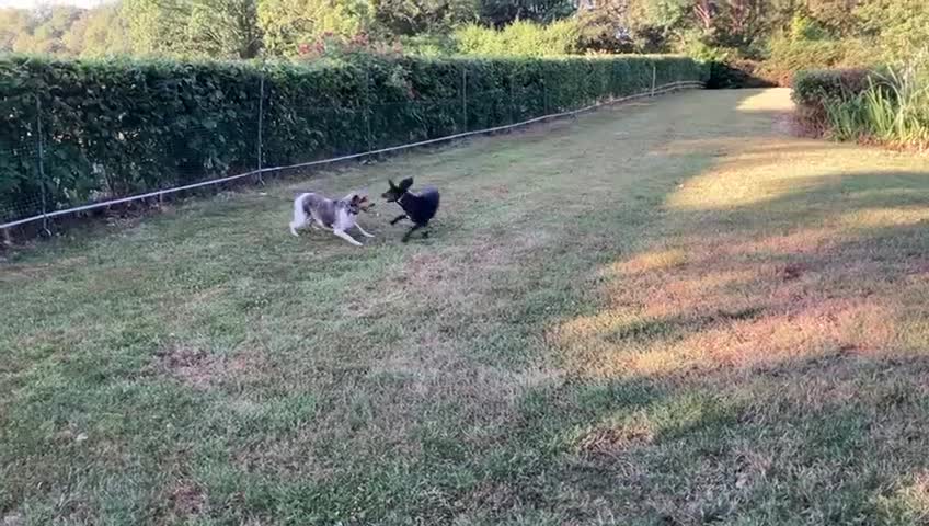 Mixed Breed dogs for adoption: Chief hound X special boy  - Video 2
