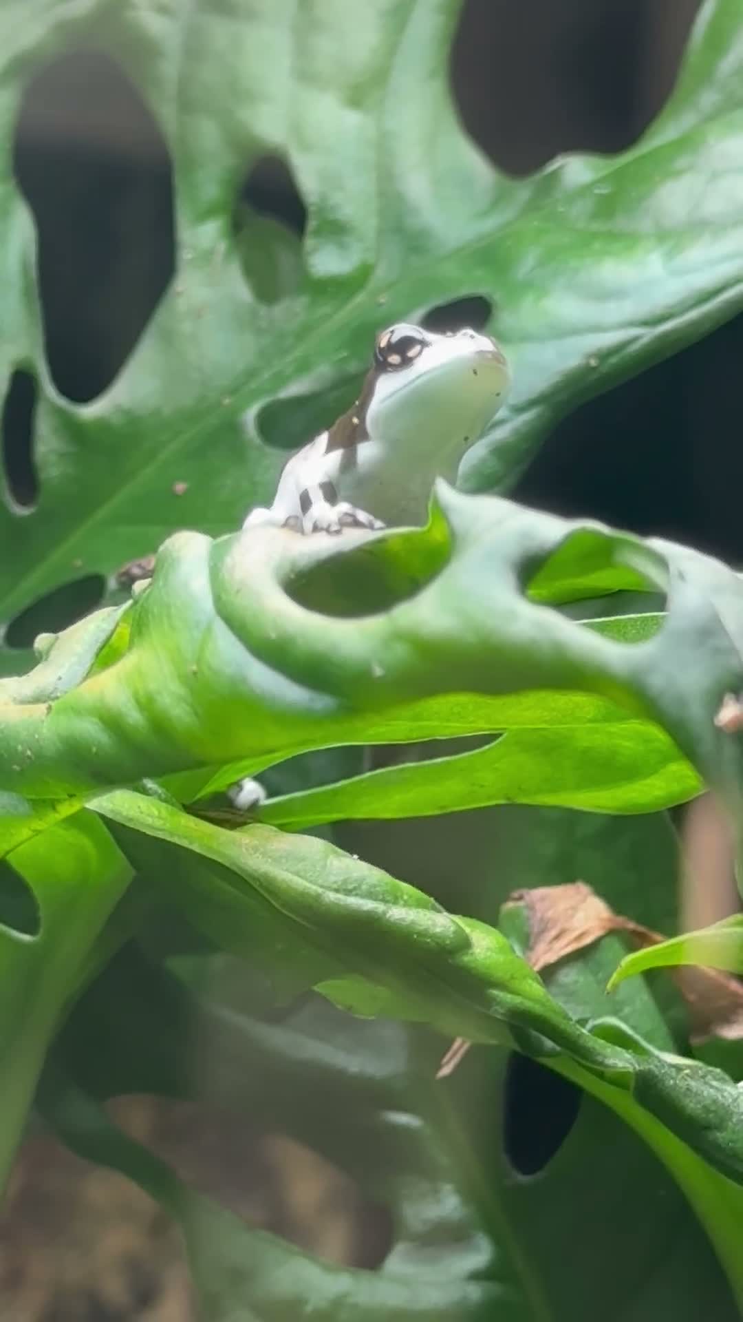Frog reptiles for sale: Amazon Milkfrogs  in Dukinfield - Video 1