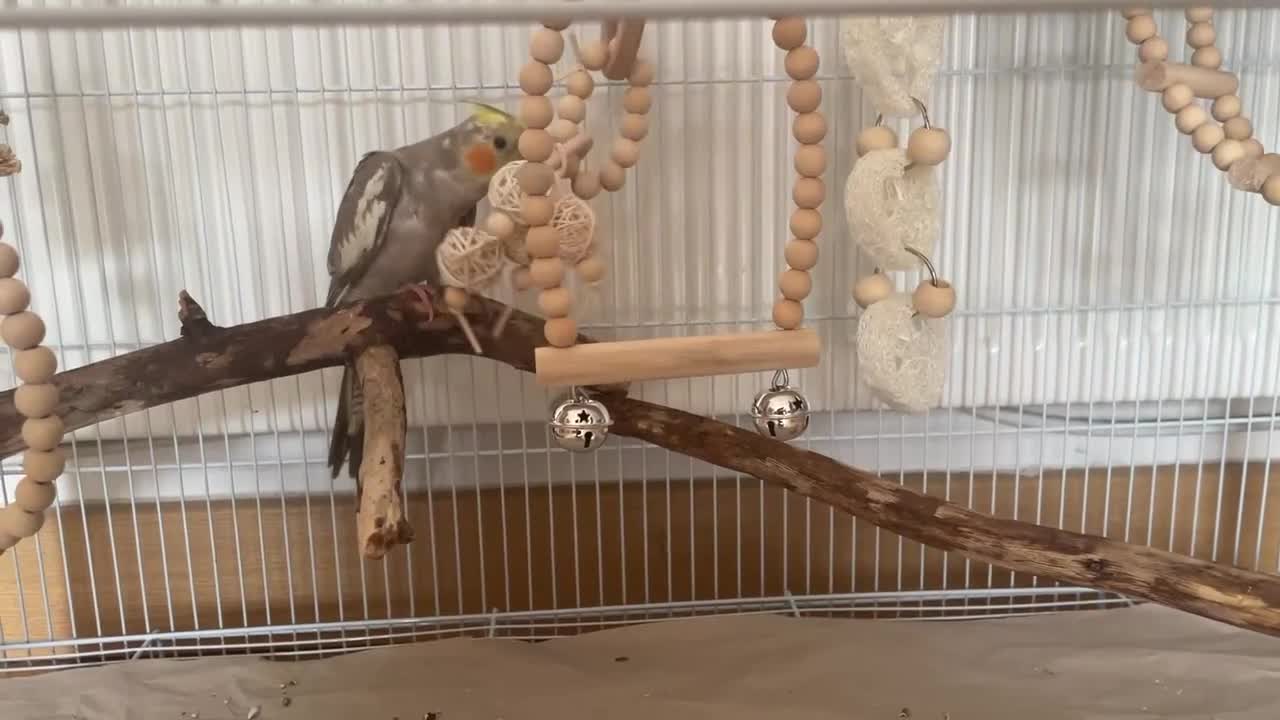 Cockatiels birds for sale: Lovely cockatiel  - Video 2