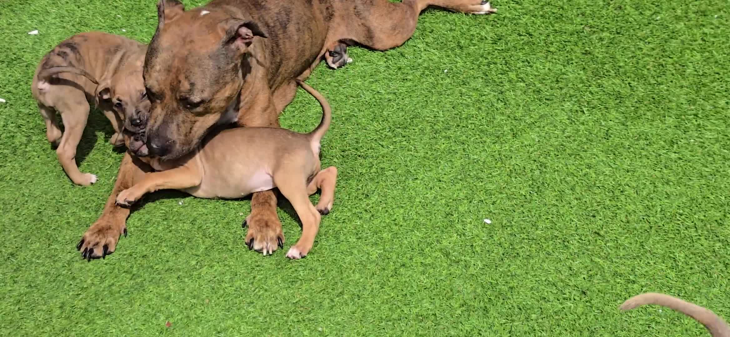 Mixed Breed dogs for sale: 💎 Stunning Brindle Bully Pups – Rare, Ready Now! - Video 2