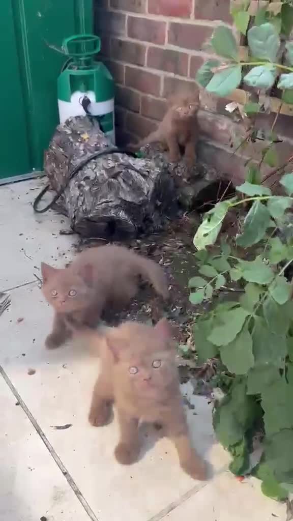 British Shorthair cats for sale: 5 Adorable Brown British Shorthair Kittens - Video 1