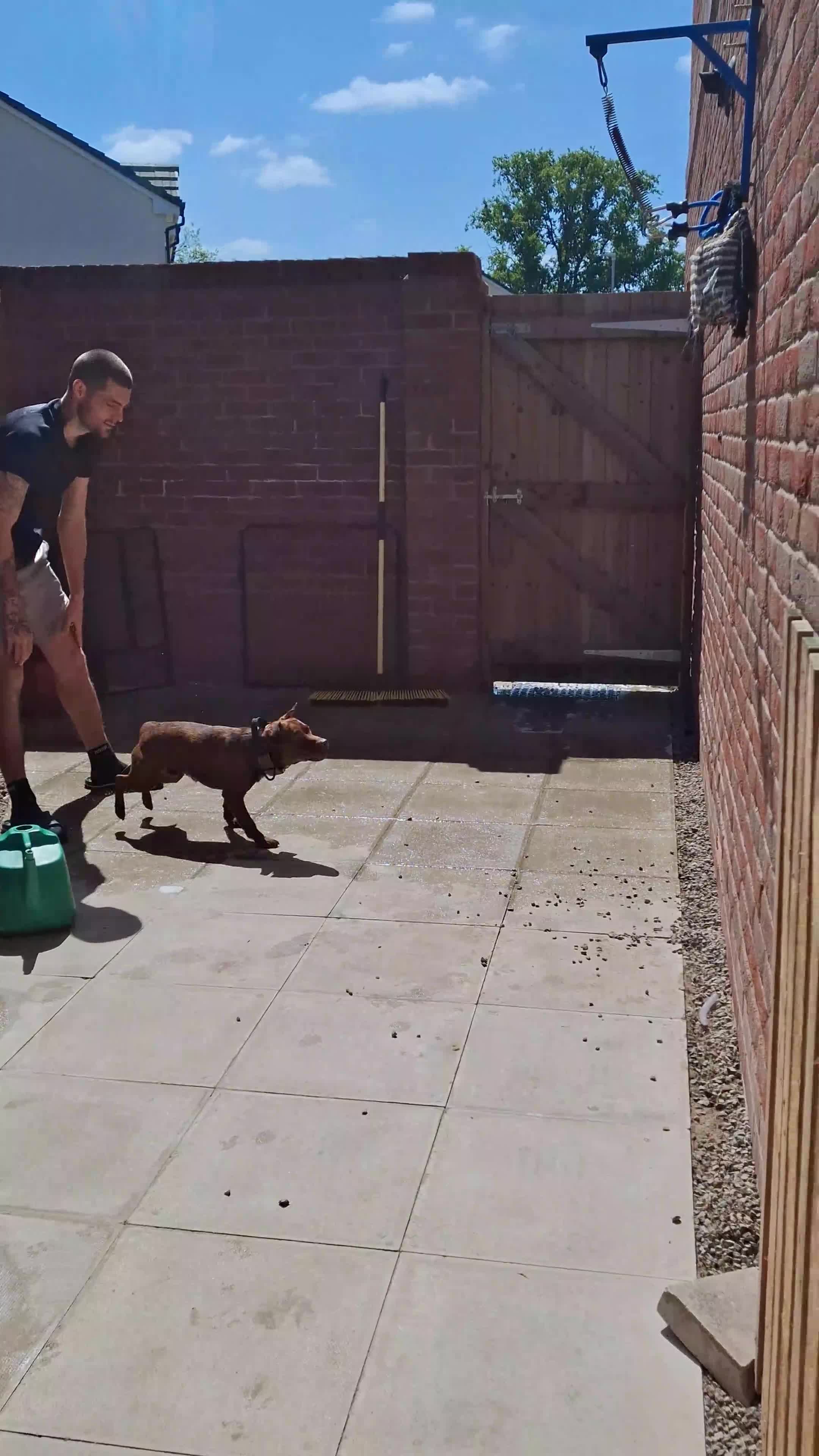 Patterdale Terrier dogs for stud: Working patterdale for stud - Video 1