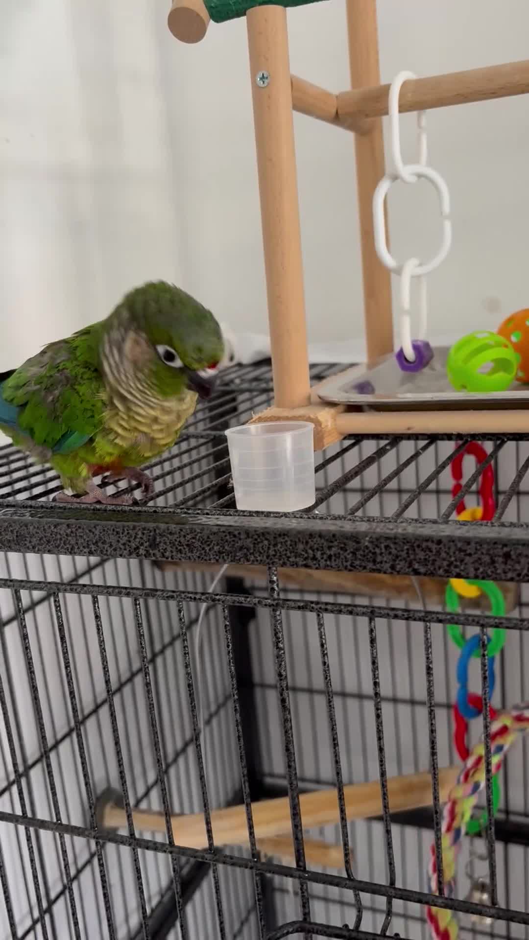 Conures birds for sale: Conure for sale - Video 1