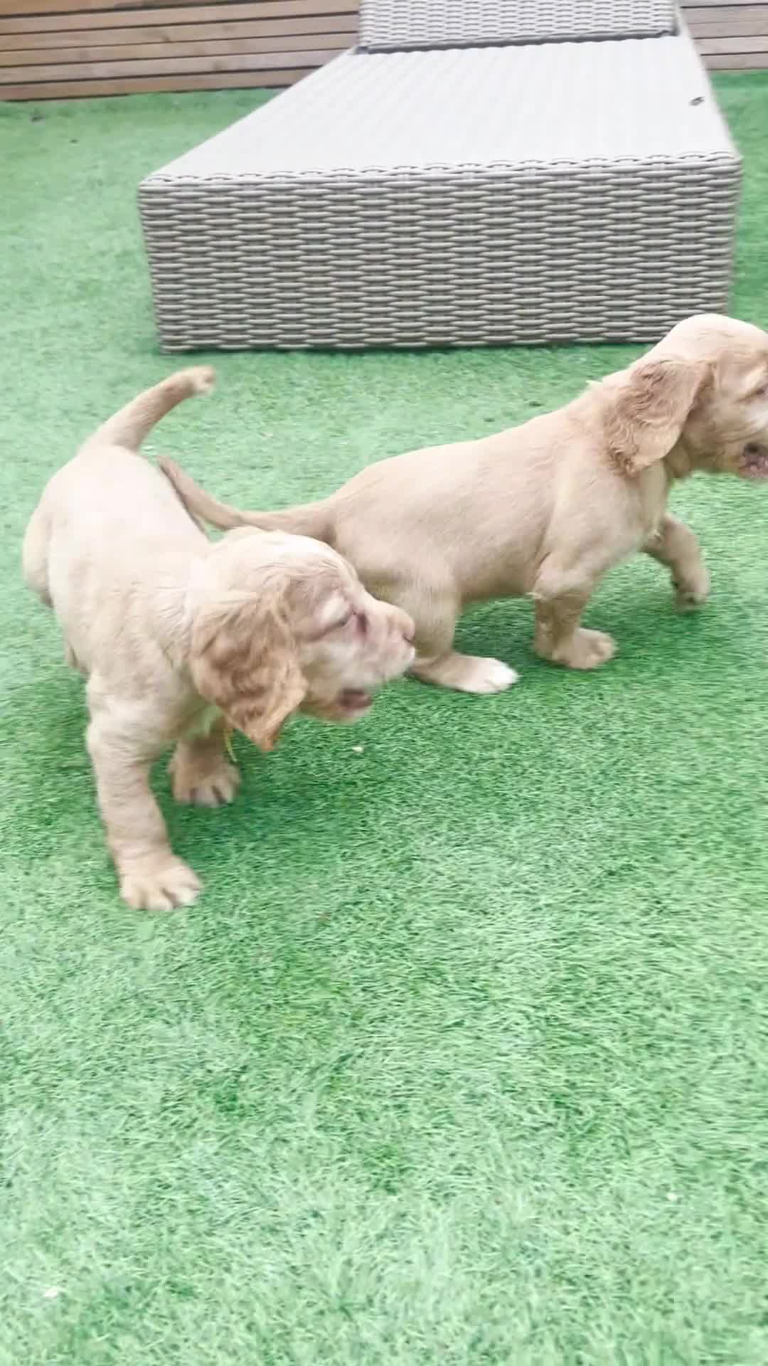 Cocker Spaniel dogs for sale: Beautiful Family-Raised Cockers – Aug 11 Ready - Video 2