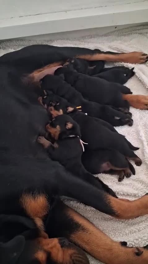 Rottweiler dogs for sale: Beautiful Rottweiler puppies!! in Thetford - Video 1