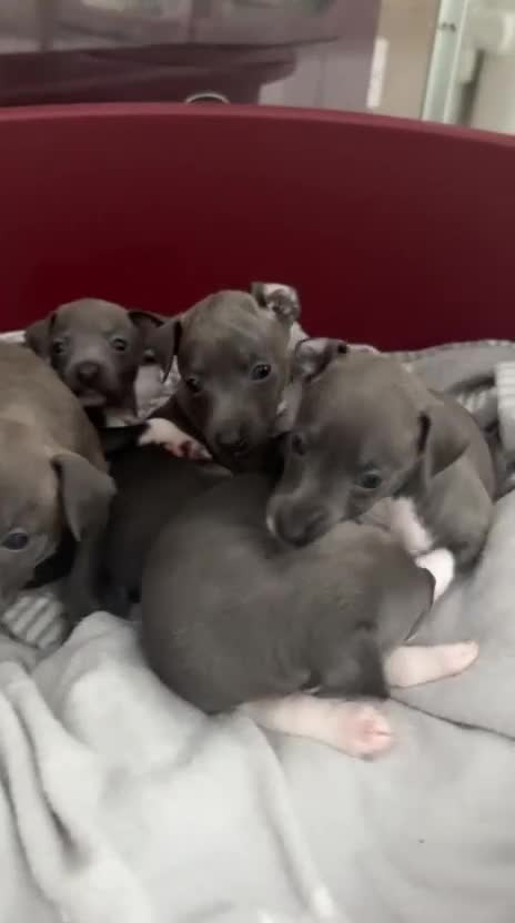 Italian Greyhound dogs for sale: Classic Italian greyhound babies  - Video 2