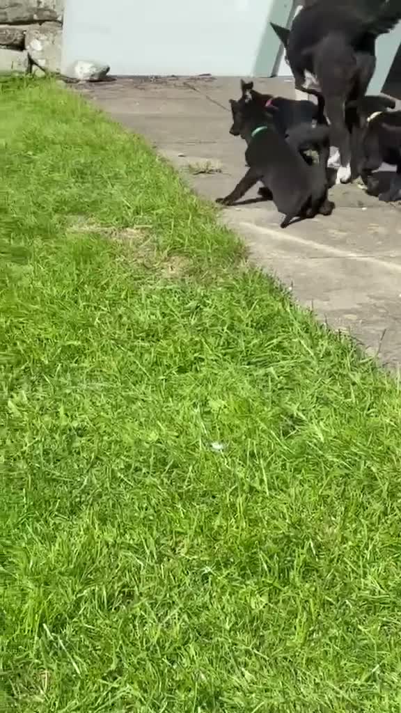 Borador dogs for sale: Borador puppies in Talybont - Video 2