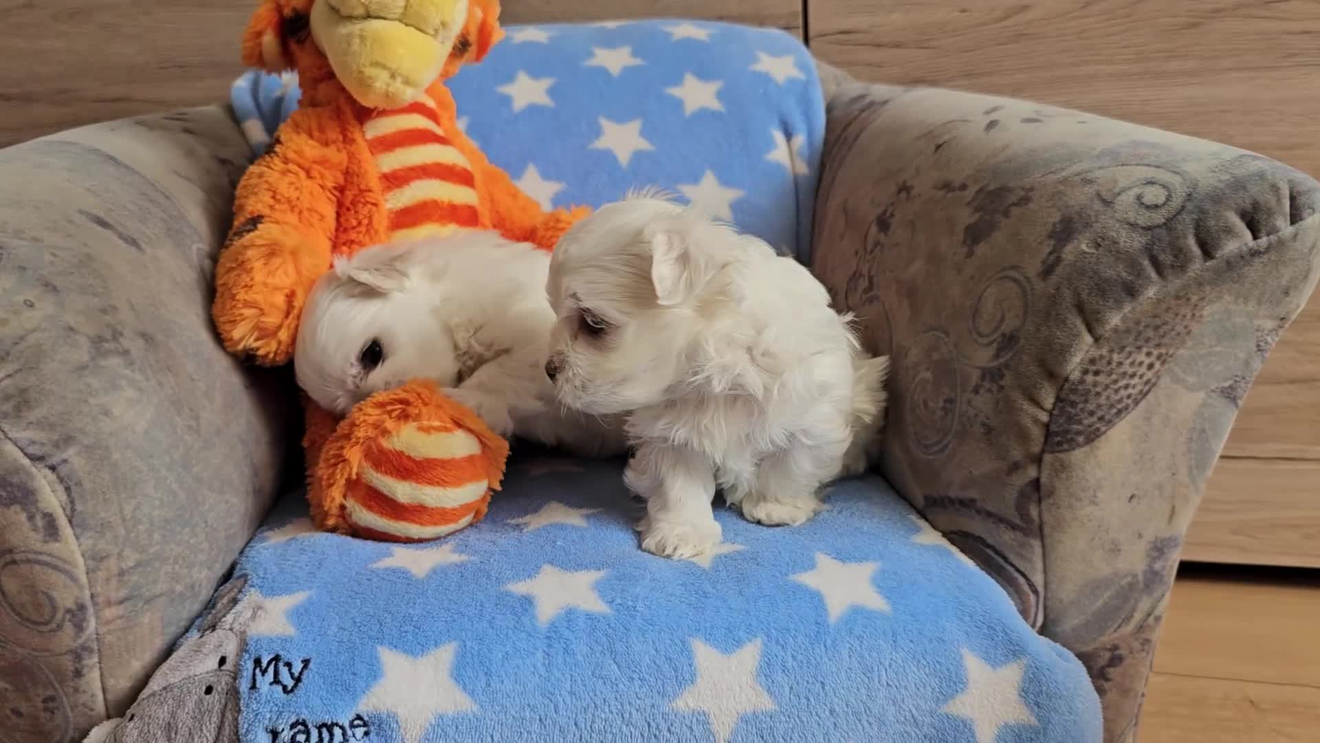 Maltese dogs for sale: KC Korean Maltese Terrier Puppies - Video 1