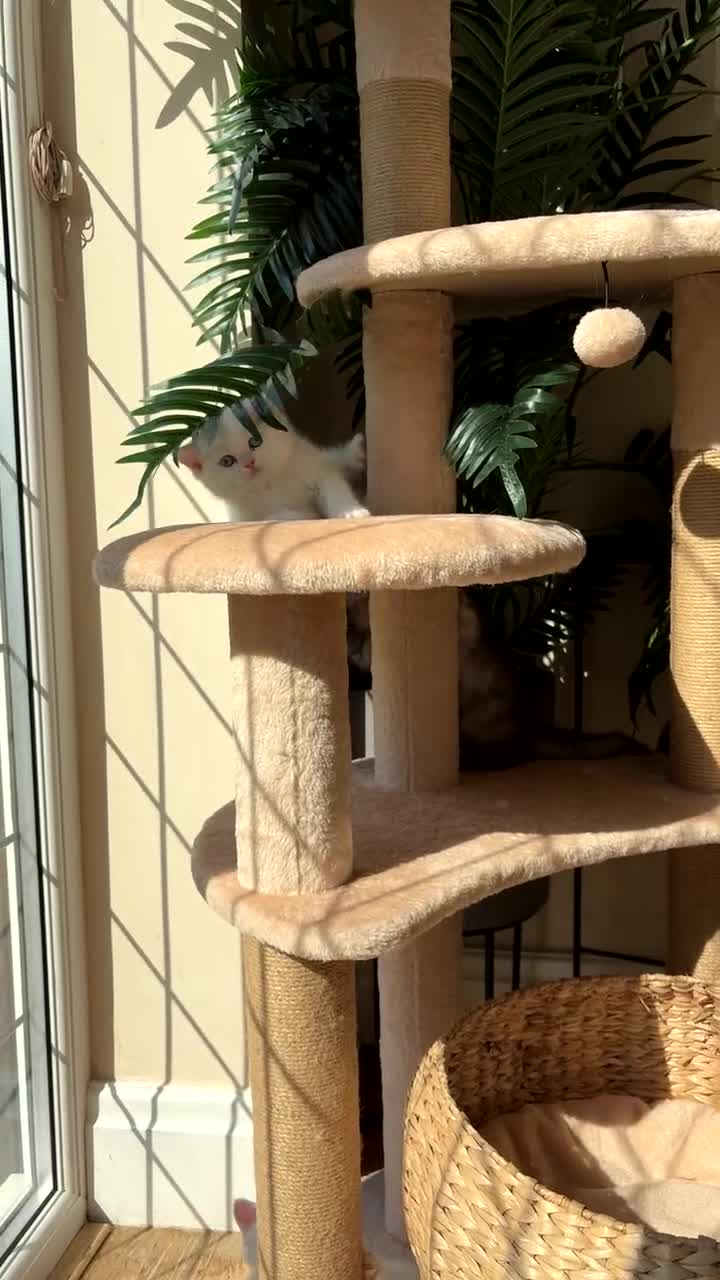 Persian cats for sale:  3 females, 500 each. msg me for your pick! - Video 1