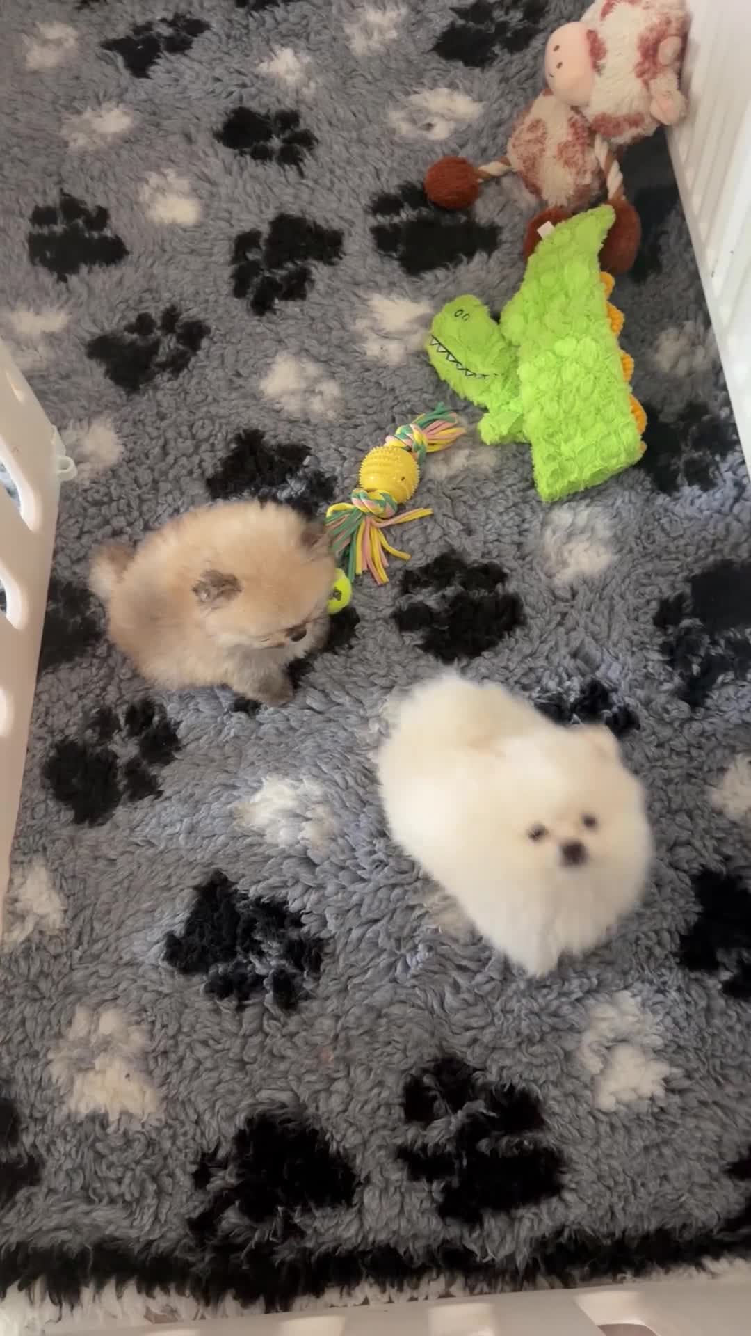 Pomeranian dogs for sale: Teddy Bear Pomeranians  - Video 2