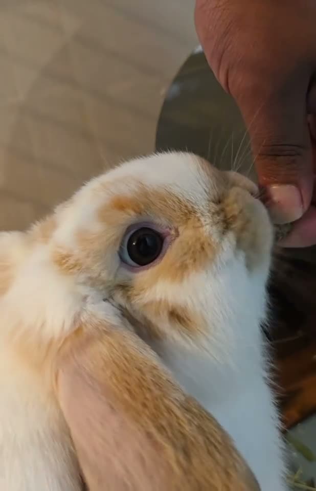 Mini Lop rabbits for sale: ADORABLE MALE MINI LOP 🐰 🏡 (Toylet trained) - Video 1