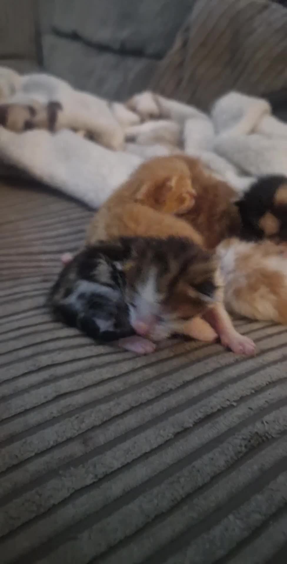 Mixed Breed cats for sale: 6 beautiful kittens  - Video 1