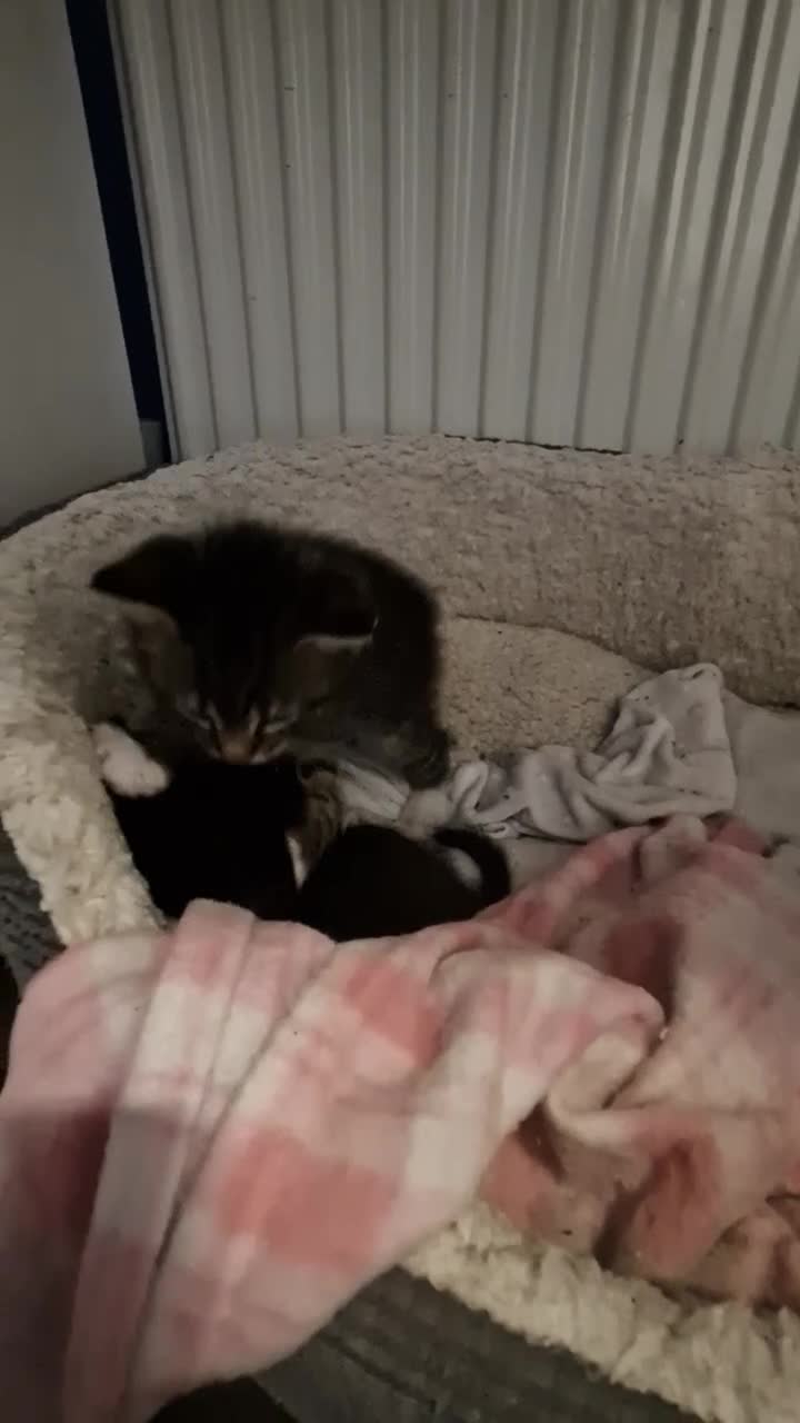 Mixed Breed cats for sale: 💥💥💥Lovly Kittens 💥💥💥 - Video 3