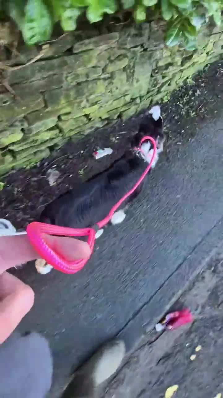 Border Collie dogs for sale: Border collie female (please read) - Video 2