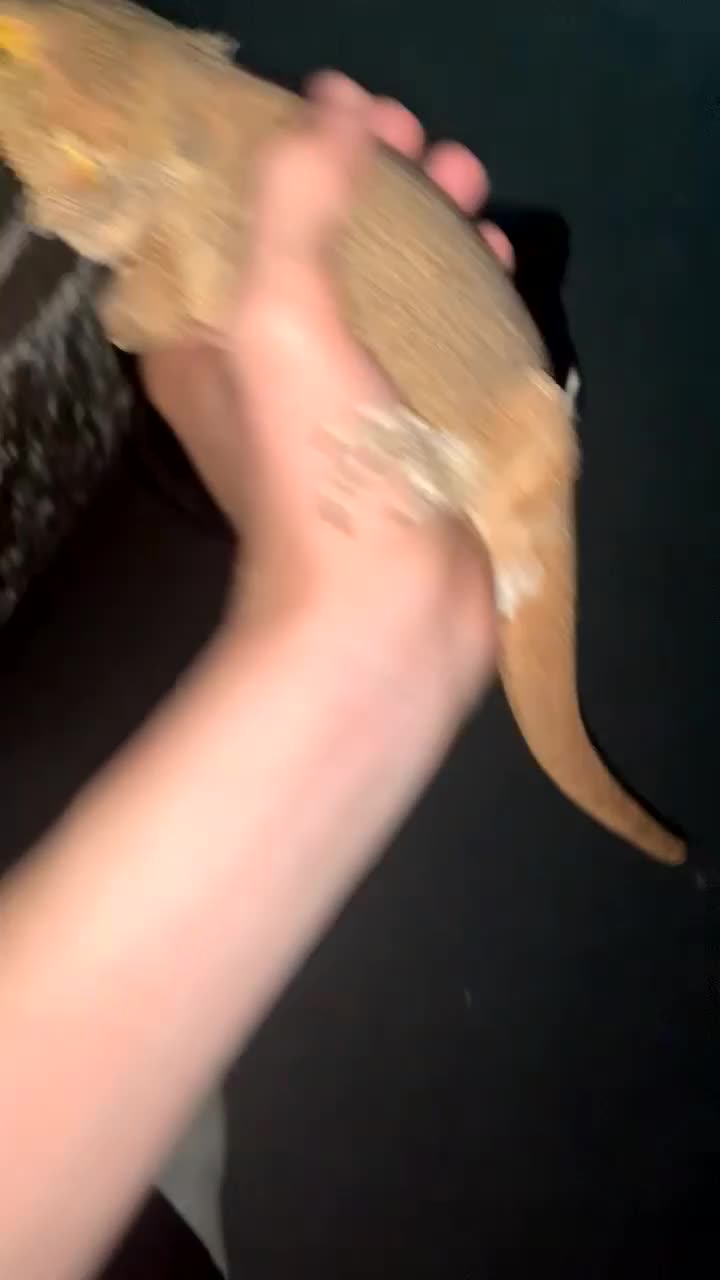 Bearded Dragon reptiles for sale: Bearded dragon - Video 1