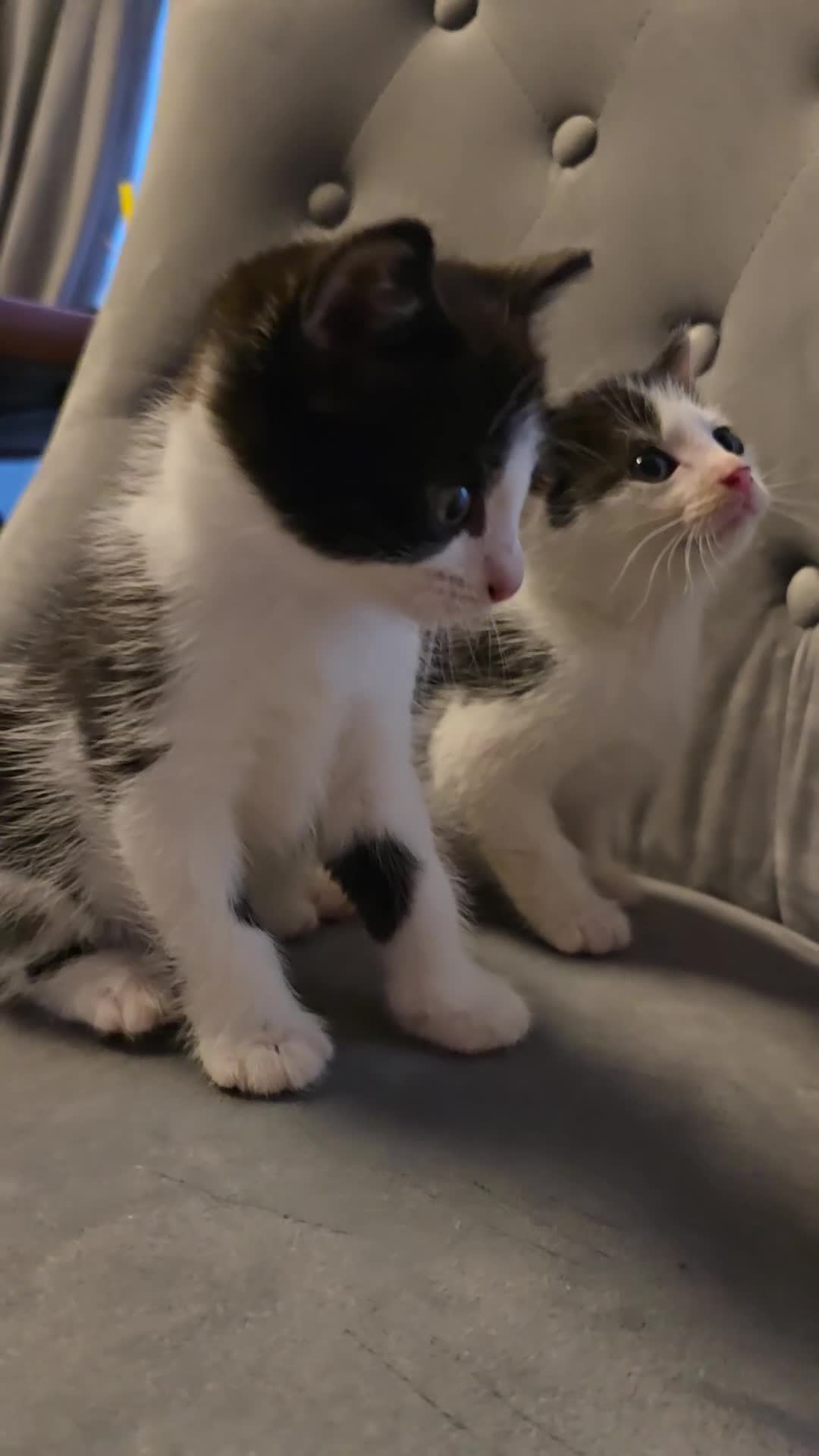 Mixed Breed cats for sale: Adorable Black&White Kittens Ready Soon - Video 2