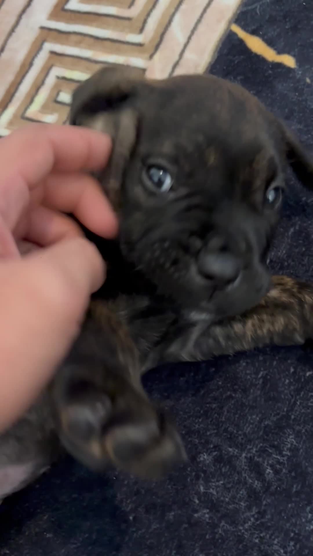 Cane Corso dogs for sale: Cane corso puppy’s  - Video 2