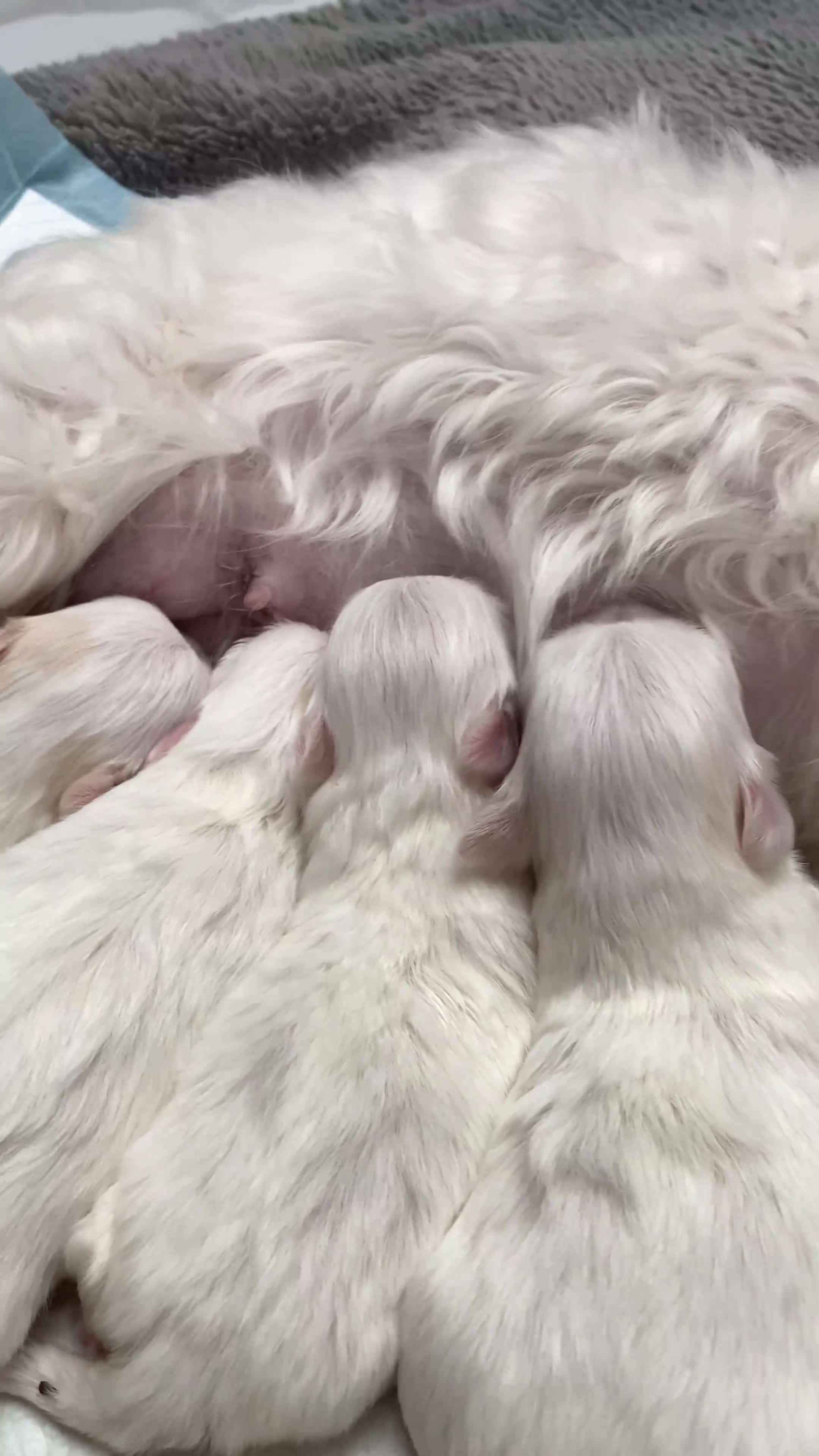 Maltese dogs for sale: ✨ Outstanding KC half-Korean Maltese Puppies ✨ - Video 1