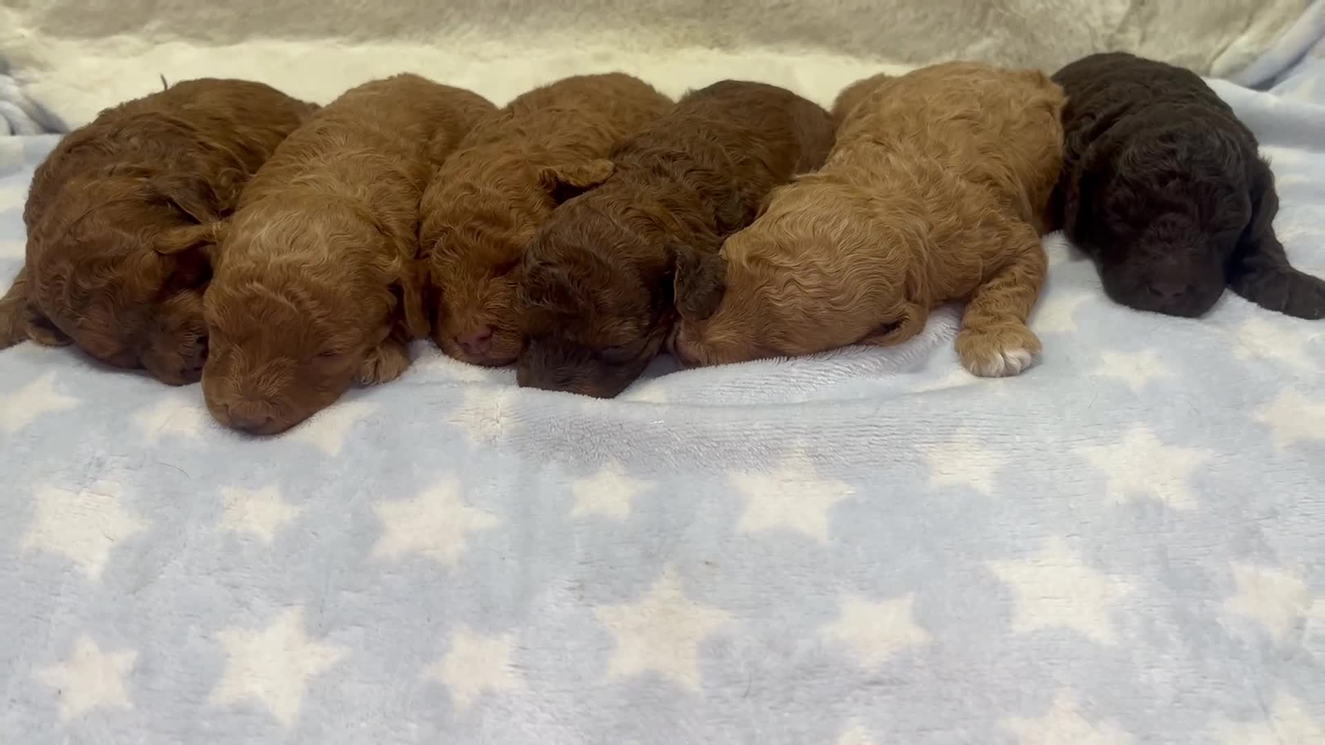 Cavapoochon dogs for sale: CAVAPOOCHON PUPPIES GIRLS/BOYS HEALTH TESTED - Video 2