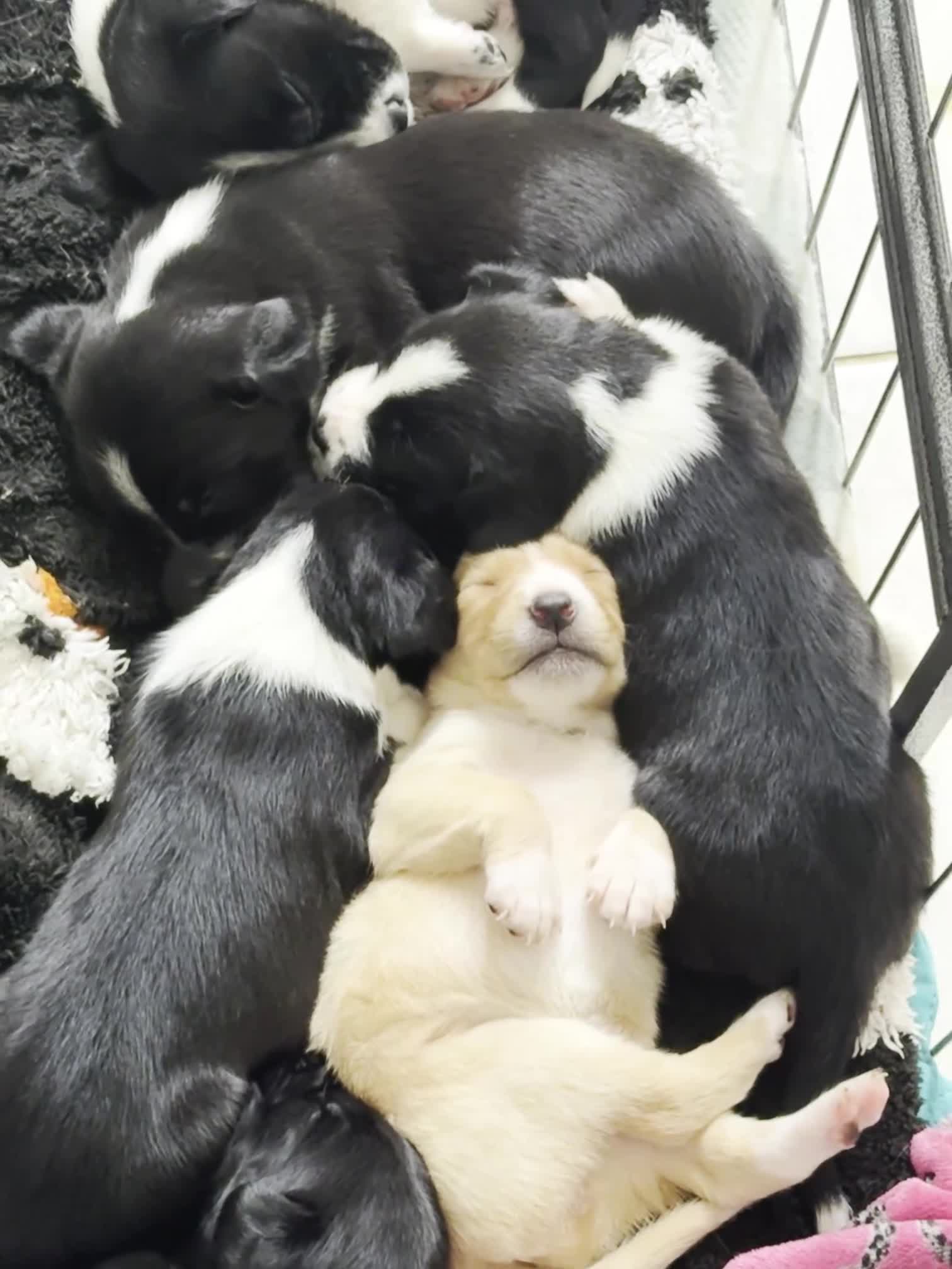 Mixed Breed dogs for sale: Springador puppies for sale.  - Video 2