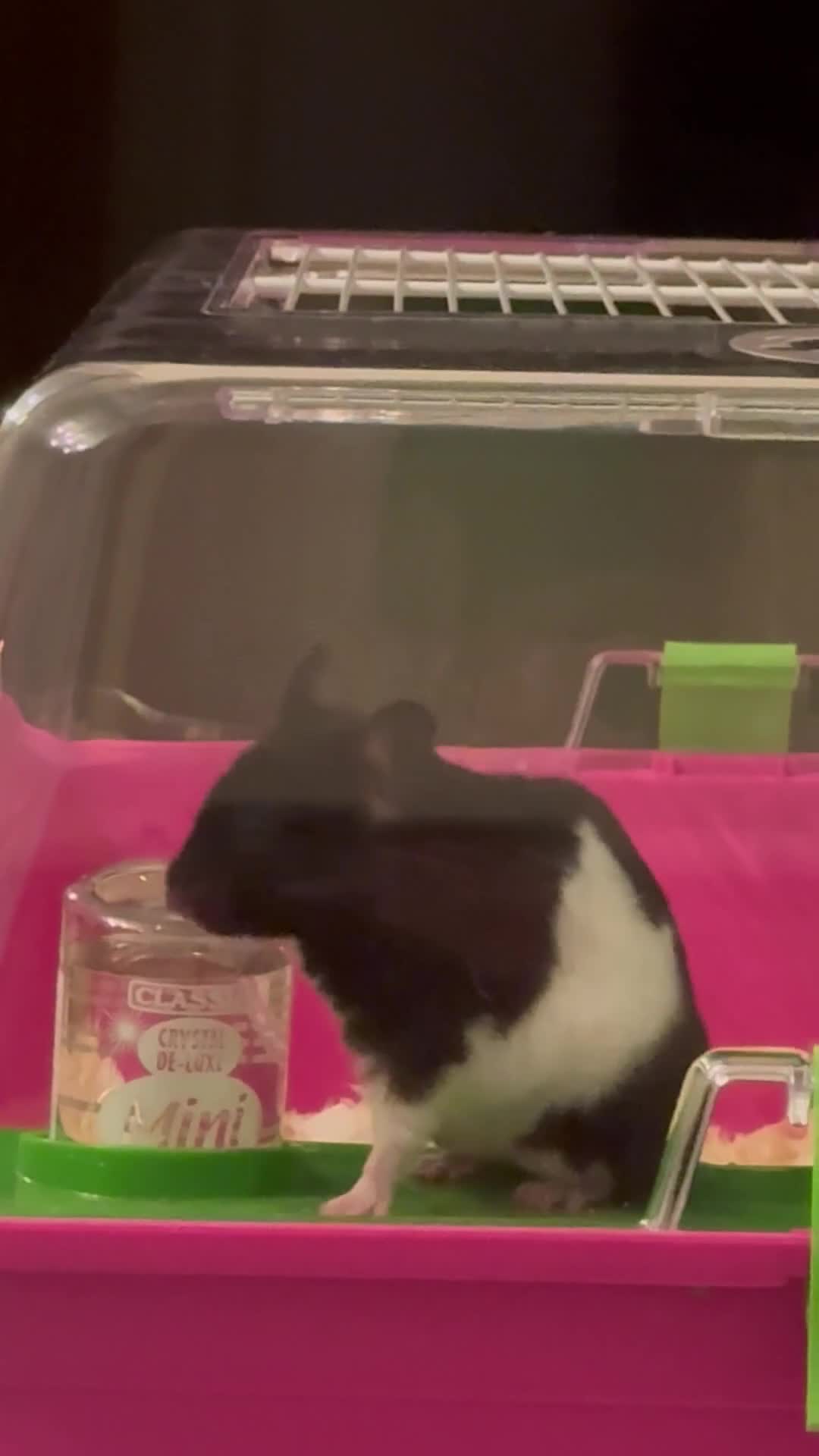 Hamster rodents for sale: Hamster syrian - Video 1