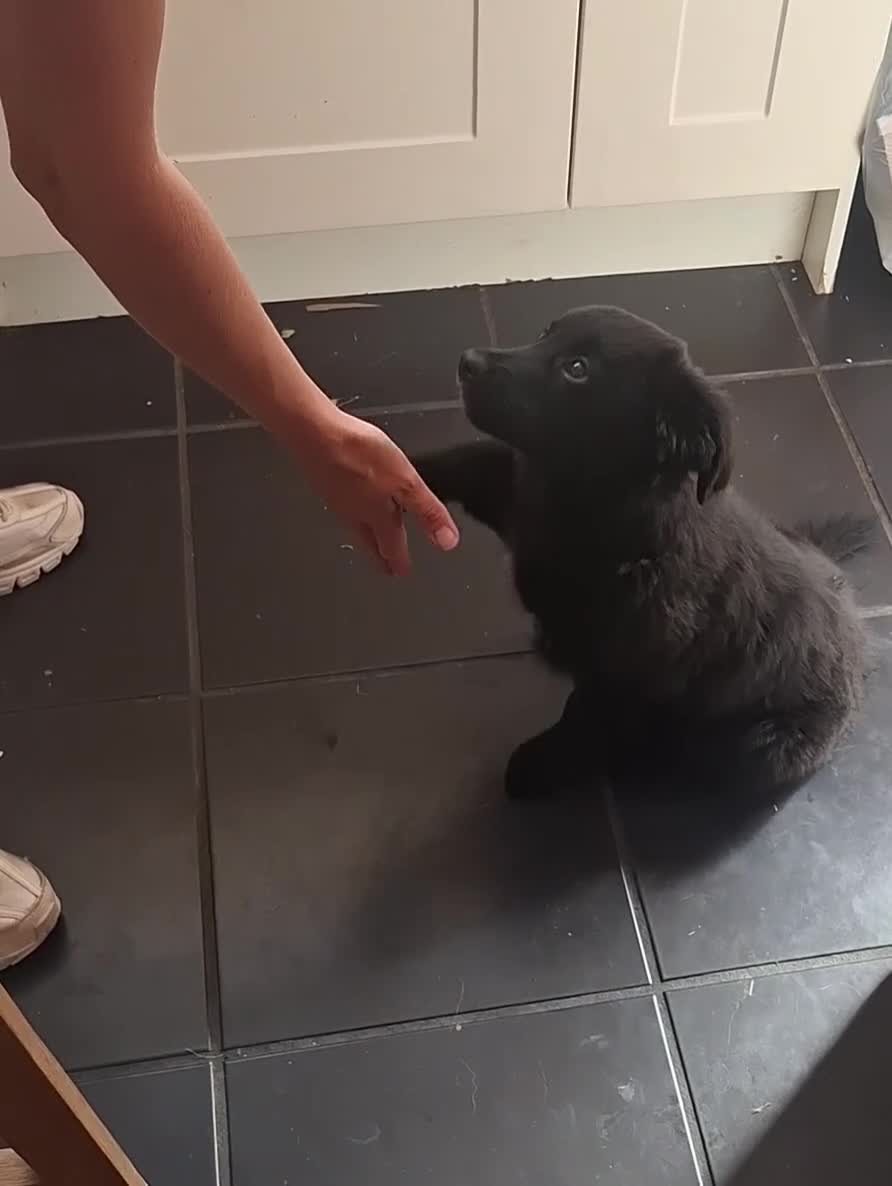 Sheprador dogs for sale: Female puppy German Shepherd × Labrador  - Video 3