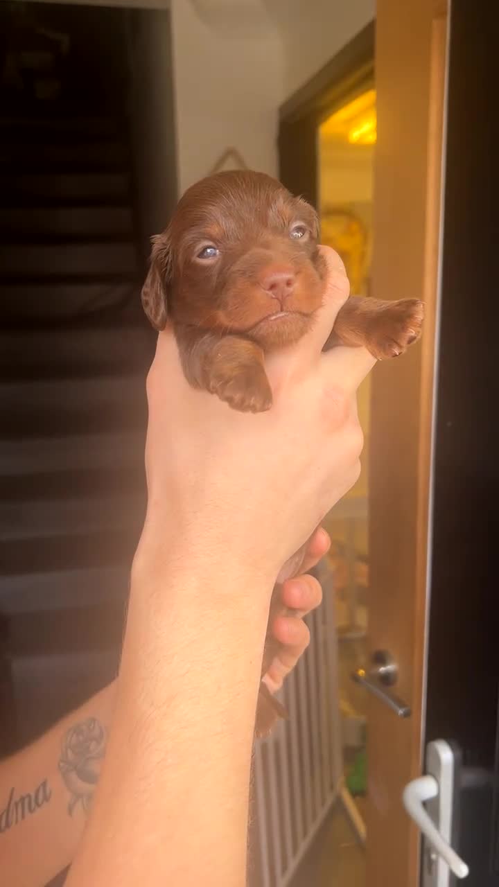 Miniature Dachshund dogs for sale: Miniature dachshund  - Video 1