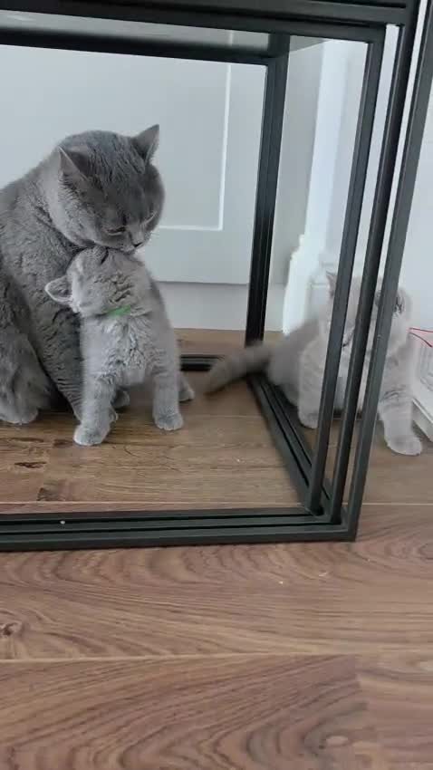 British Shorthair cats for sale: 🧸Teddy Bear Lilac/Blue British Shorthair Kittens✨ - Video 5