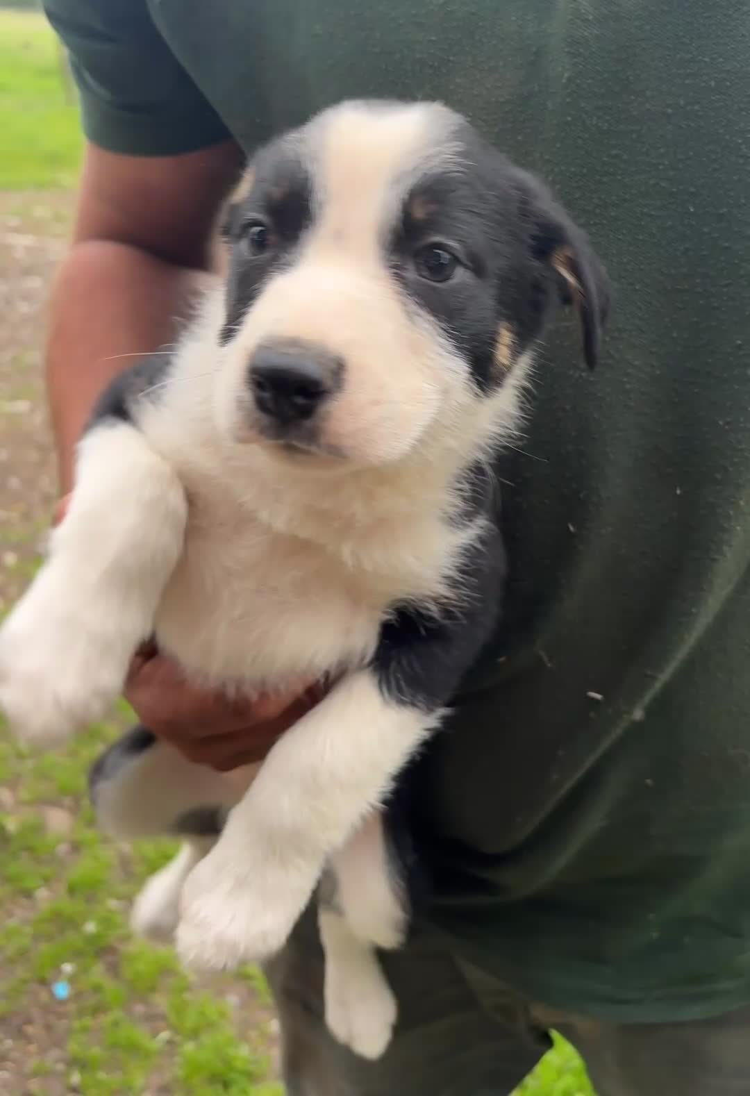 Border Collie dogs for sale: Tri coloured border collie pups  - Video 1