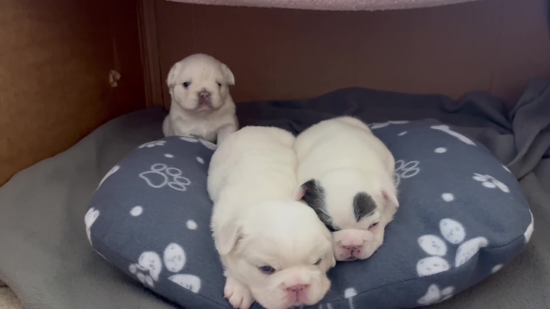 French Bulldog dogs for sale: Fluffy French Bulldogs - Video 1