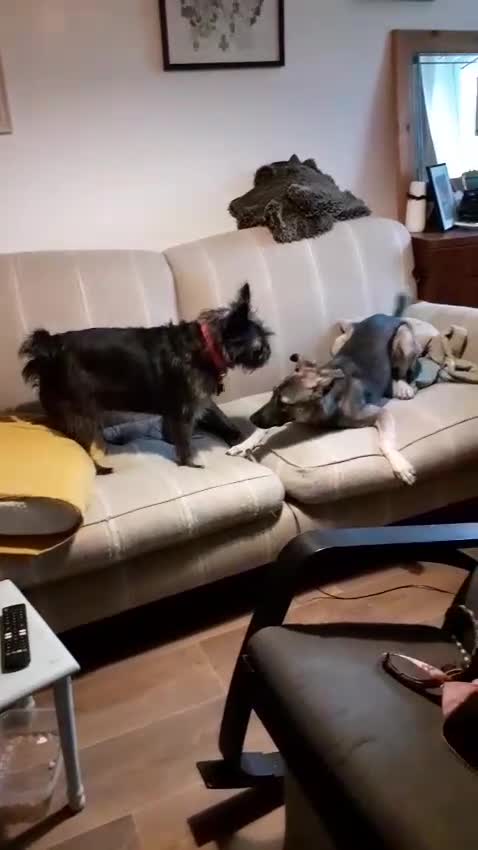 Mixed Breed dogs for sale: Meet Holly! - Video 2