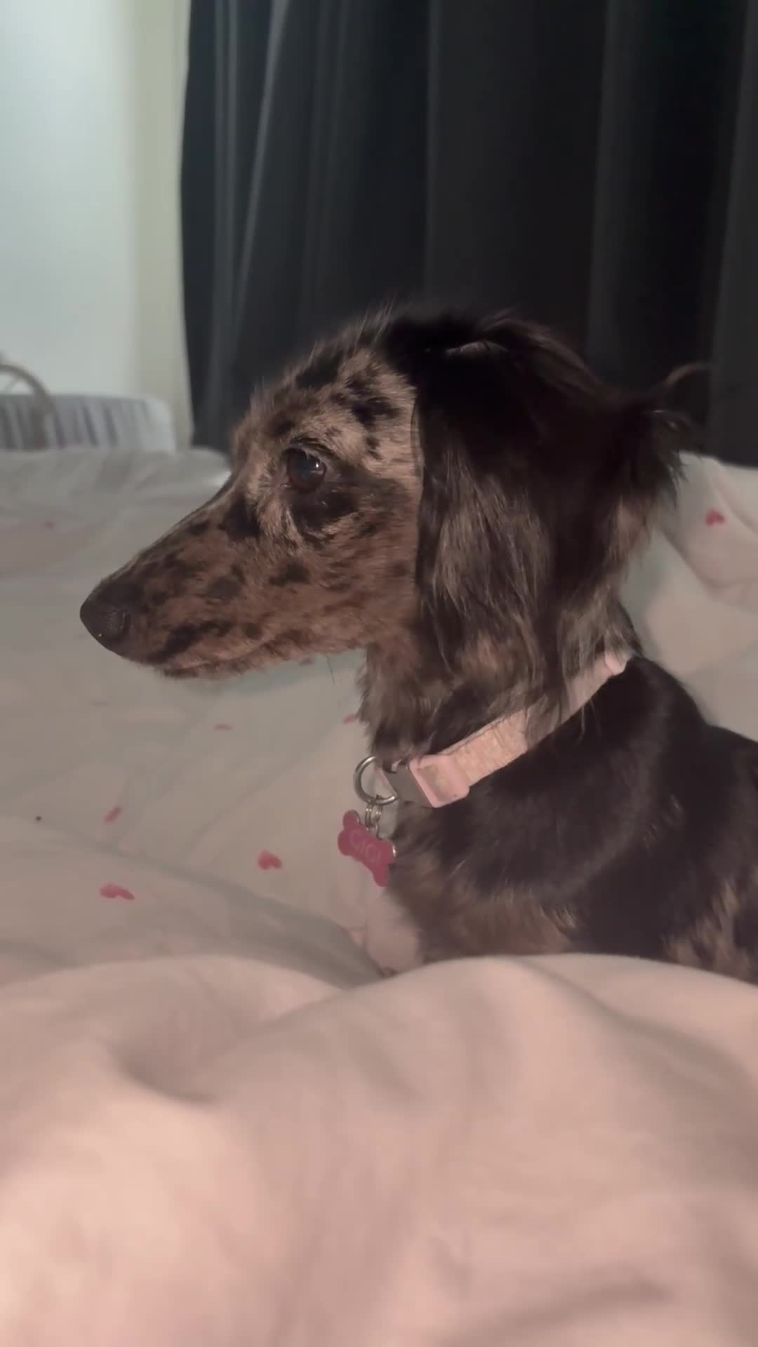 Miniature Dachshund dogs for sale: Long haired silver dapple female  - Video 1