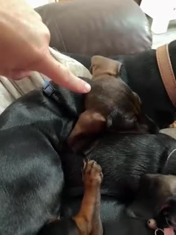 Miniature Dachshund dogs for sale: 2 Short hair and 1 wire hair girl dachshunds - Video 1