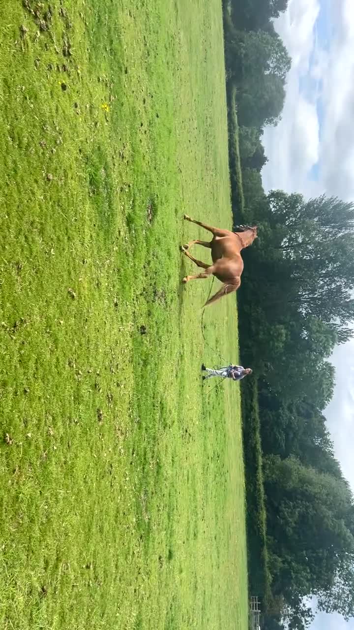 English Thoroughbred horses for sale: Sir John with tack  - Video 1