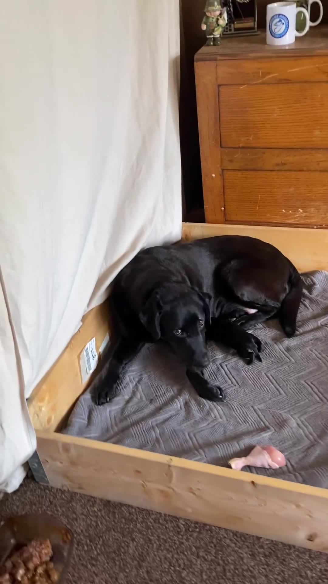 Labrador Retriever dogs for sale: Black Labrador bitch puppy  - Video 4