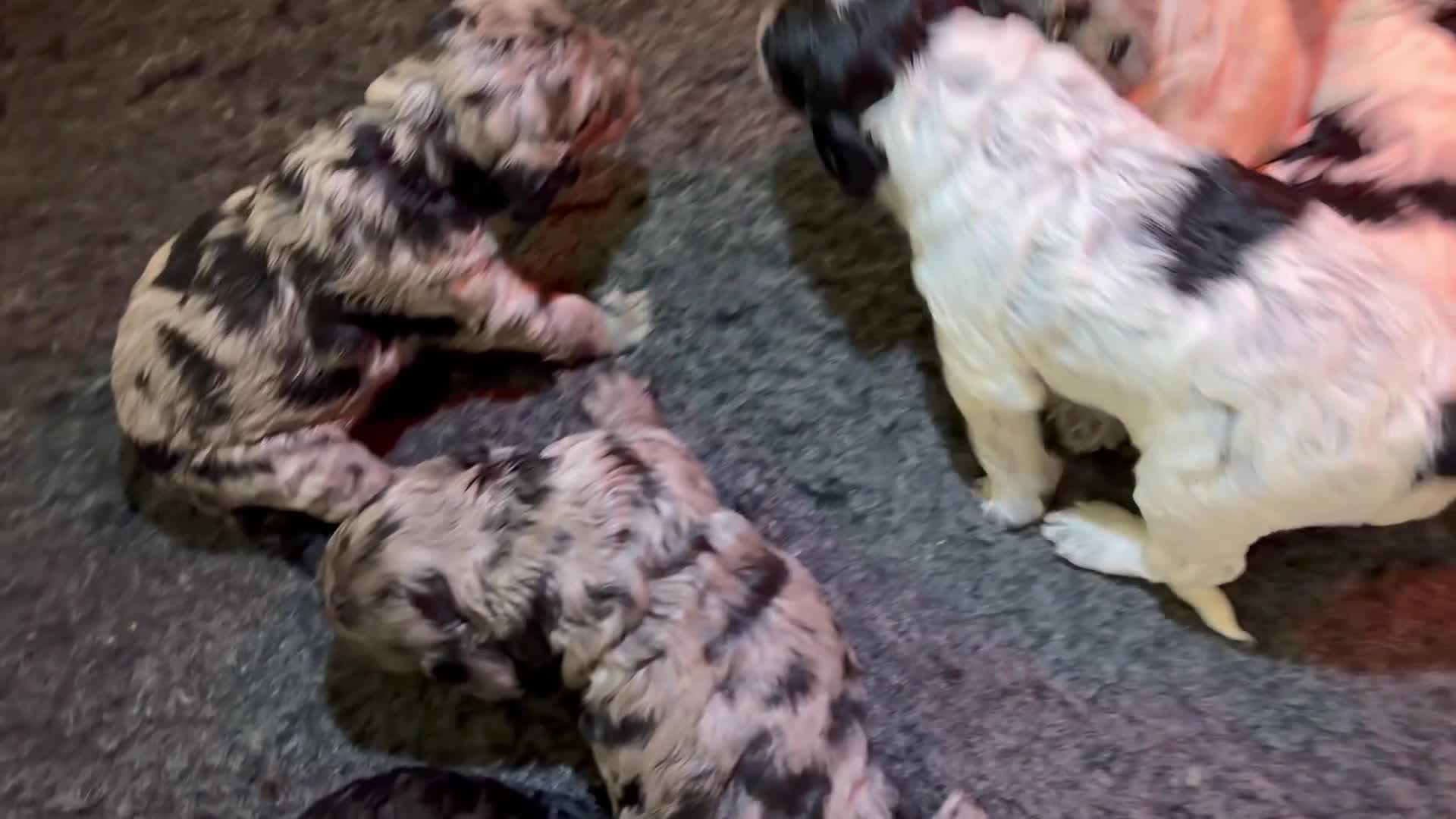 Cockapoo dogs for sale: Beautifully Marked F2 Cockapoos - Video 1