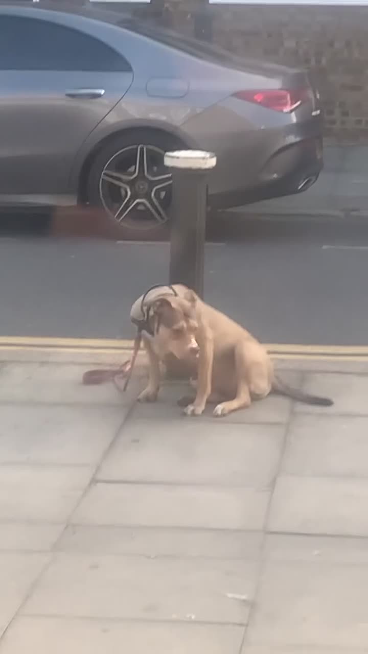 Mixed Breed dogs for sale: Milly looking for new home  - Video 2