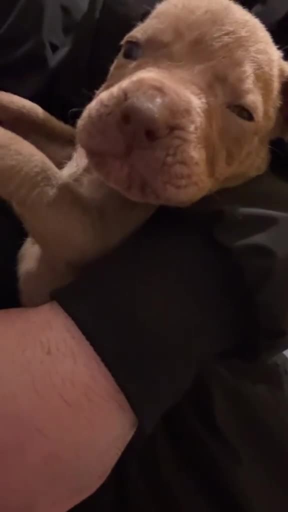 Cane Corso dogs for sale: Cane corso puppies looking for Loving Homes🐕 in Northampton - Video 1