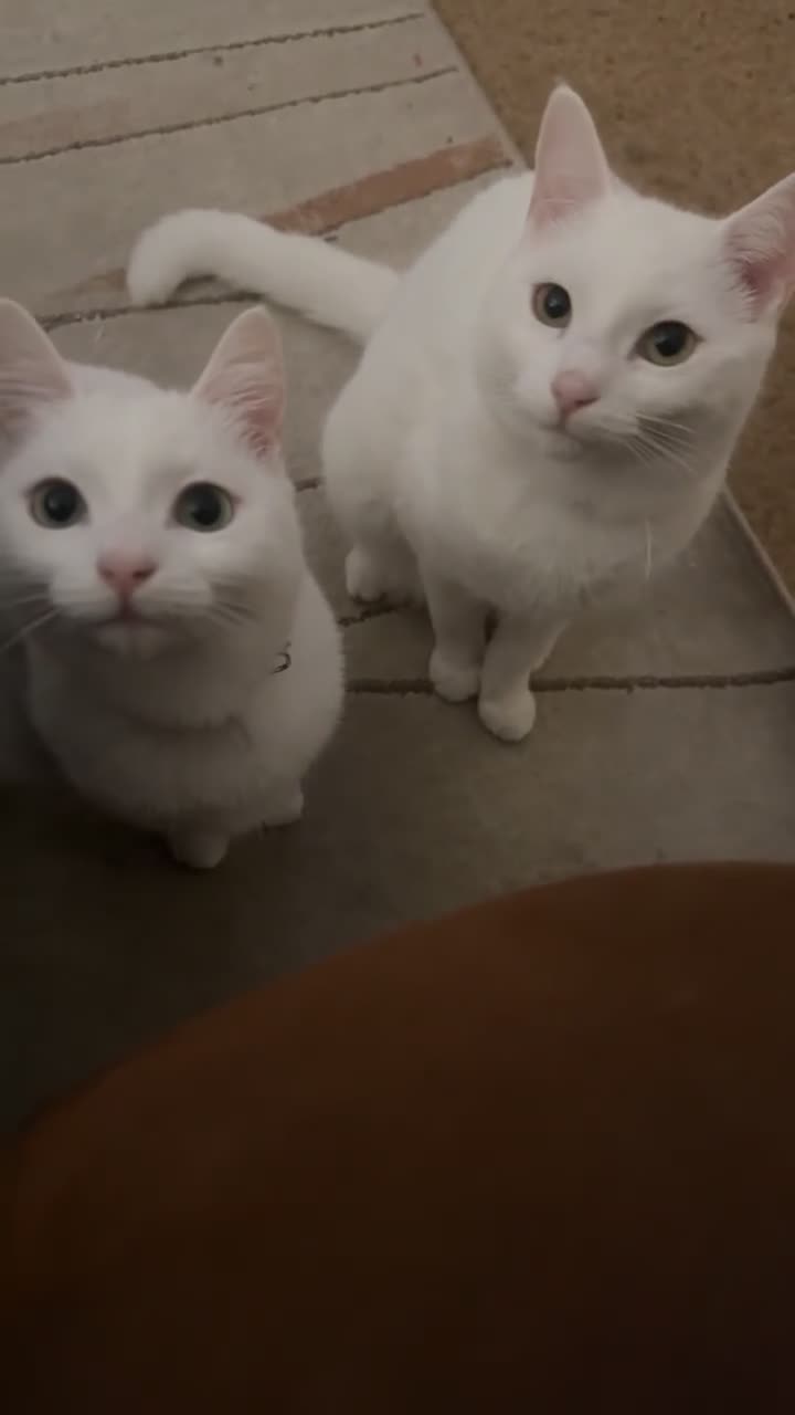 Turkish Angora cats for sale: 2 white cats - Video 1