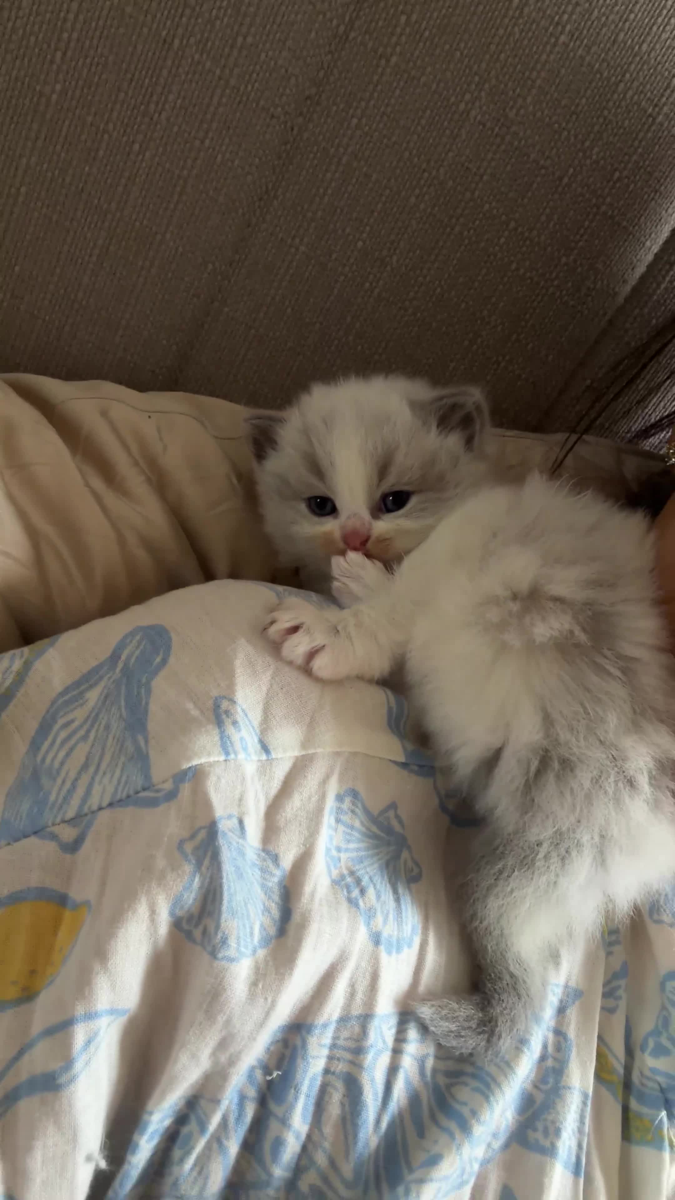 Ragdoll cats for sale: Pedigree Ragdoll Registered Kittens  🌸  - Video 3