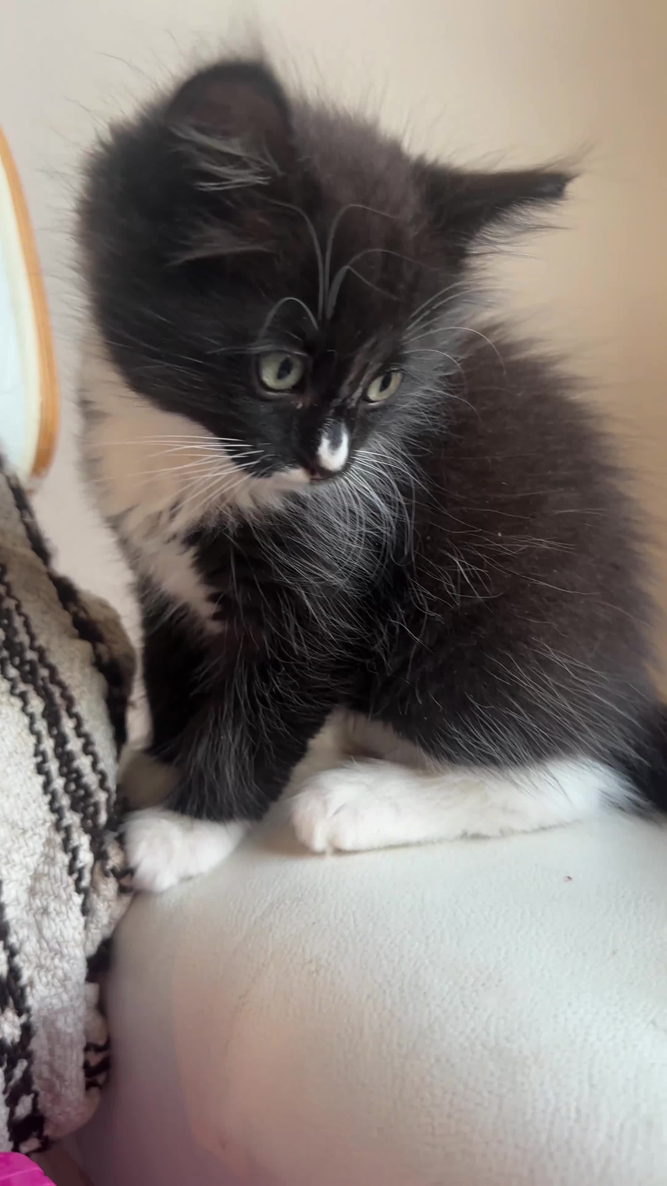 Ragdoll cats for sale: Beautiful Ragdoll Cross Kittens  - Video 1