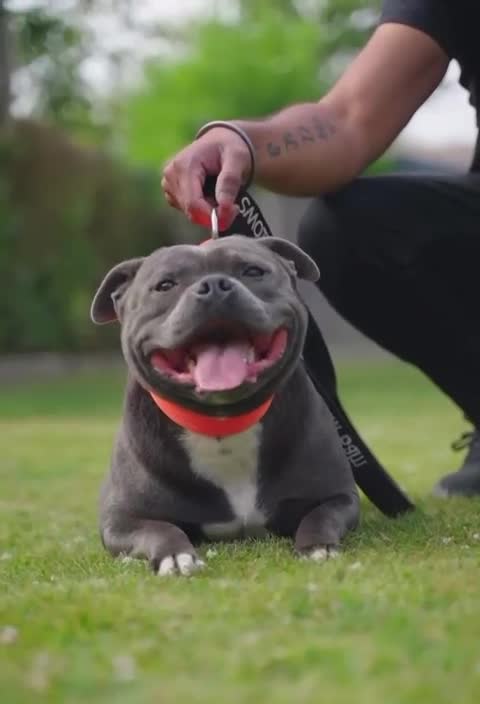 Staffordshire Bull Terrier dogs for sale: Outstanding KC blue gene carriers - Video 1