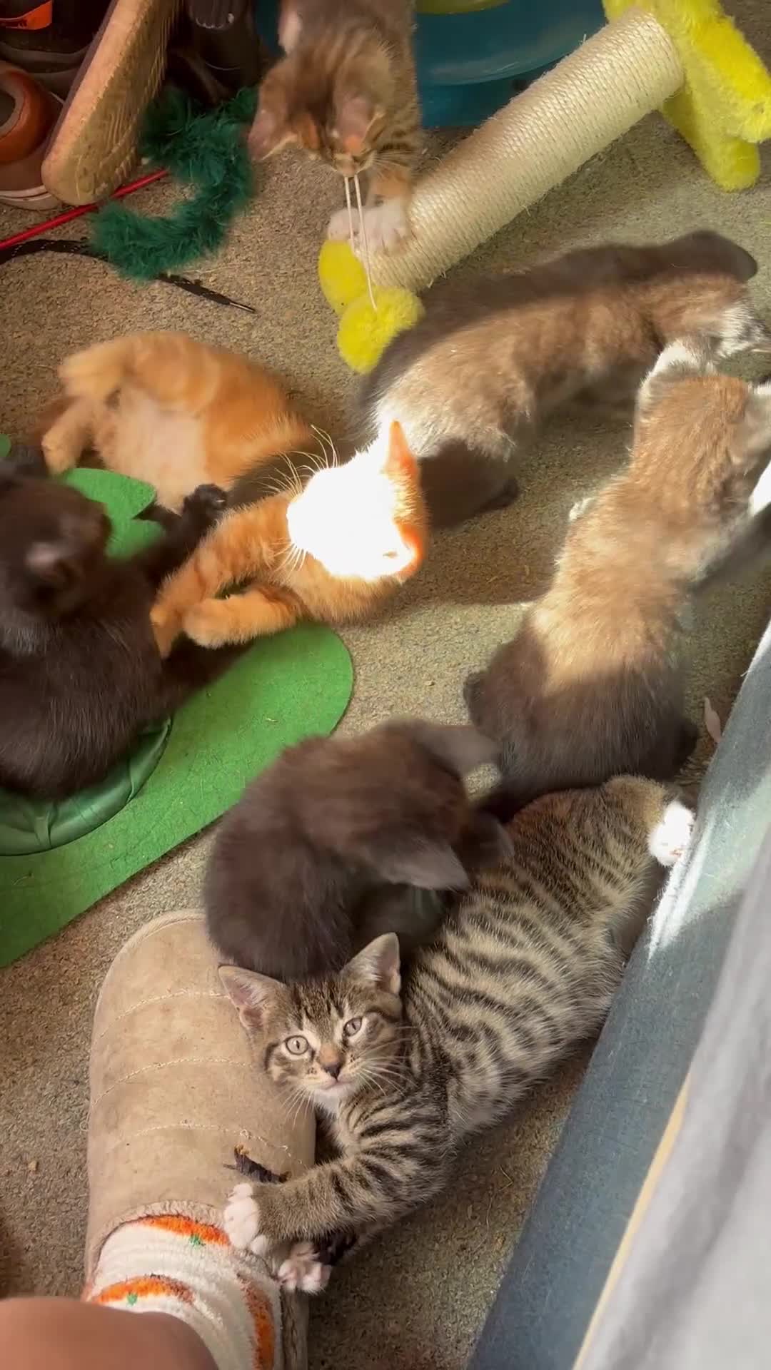 Mixed Breed cats for sale: 3 Adorable kittens ready to leave very soon - Video 1