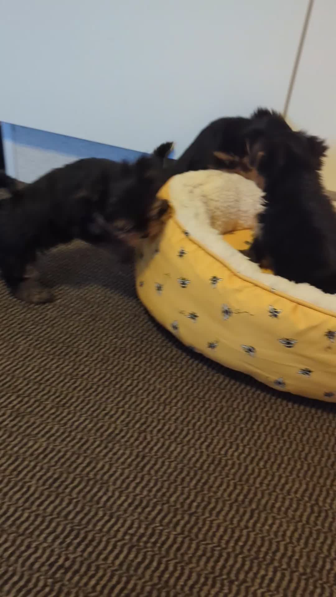 Yorkshire Terrier dogs for sale: Adorable Yorkshire terrier puppies available  - Video 1