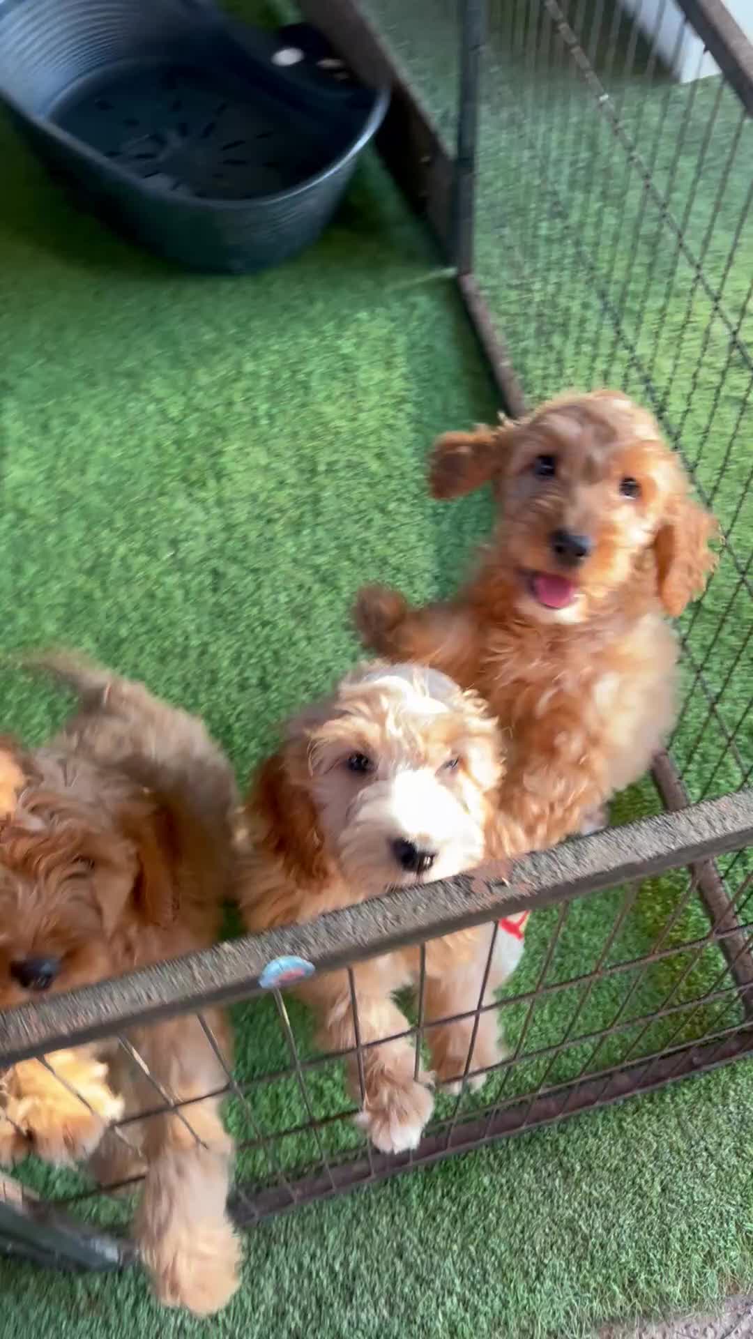 Cockapoo dogs for sale: Red f1 cockapoo puppies  - Video 5