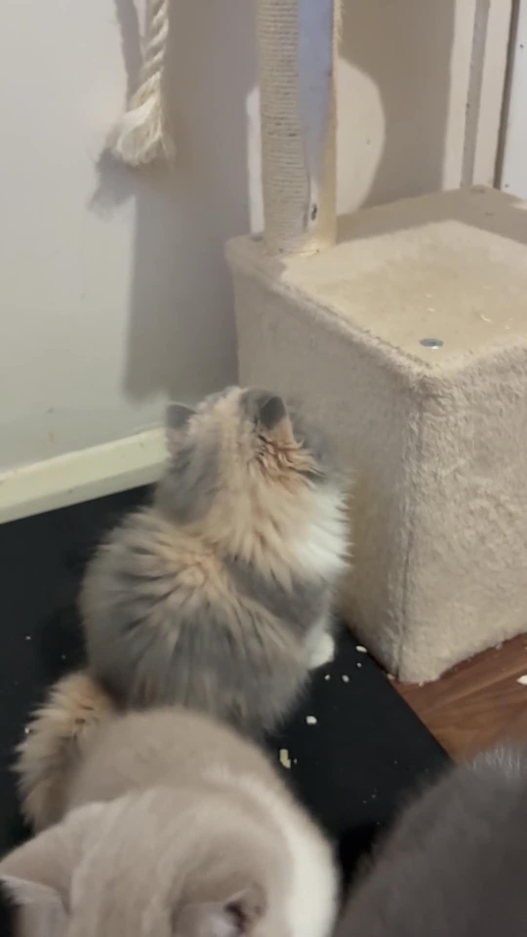 British Shorthair cats for sale: READY TO LEAVE 2 LOVELY KITTENS - Video 1